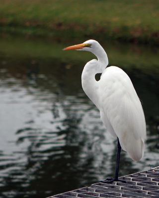 daytona_beach_nature_photography016.jpg