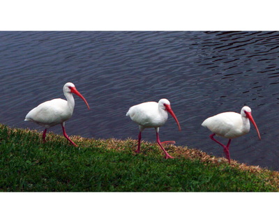 daytona_beach_nature_photography017.jpg