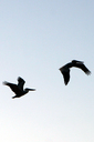 IMG_8979.JPG