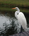 daytona_beach_nature_photography016.jpg