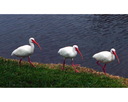 daytona_beach_nature_photography017.jpg